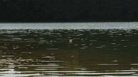 Ducks-at-Kashiubian-Głębokie-lake-1