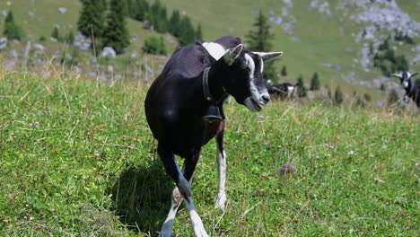 A-black-and-white-goat-eats-a-blade-of-grass-in-a-field-in-the-Swiss-Alps,-Obwalden