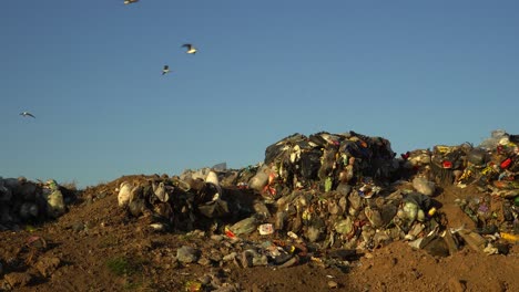 Wide-view,-low-angle-of-gulls-overflying-the-garbage-on-a-dumping-ground