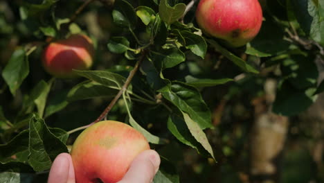Recogiendo-Una-Manzana-Roja-Y-Verde-De-Un-árbol-En-Un-Jardín-Soleado-En-El-Reino-Unido