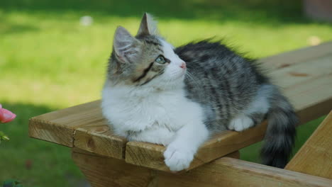 Kitten-sat-on-a-picnic-bench-in-a-garden-relaxing-in-the-summer-heat