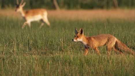 Red-fox-trots-through-meadow-at-golden-hour,-skittish-fallow-deer-in-background