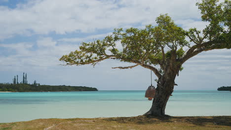 Statische-Aufnahme-Eines-Bonsai-ähnlichen-Baums-In-Einer-Abgelegenen-Und-Paradiesischen-Bucht-Der-Insel-Der-Kiefern,-Neukaledonien
