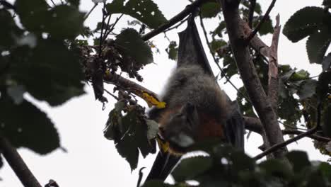 Fruit-Bat-Flying-Fox-Hanging-Upside-Down-from-Tree-Brach-Cleaning-Itself,-Close-Up,-Day-time-Maffra,-Victoria,-Australia