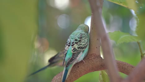 Lovebird-playing-hide-and-seek,-hopping-from-one-branch-to-another,-exotic-budgerigar,-melopsittacus-undulatus-spotted-in-the-wild-against-dreamy-bokeh-forest-background,-cinematic-close-up-shot