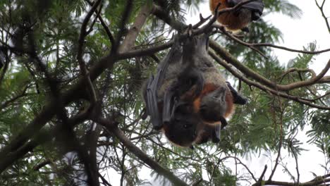 Two-Fruit-Bats-Mating-Hanging-Upside-Down-from-Tree-Branch,-Day-time-Maffra,-Victoria,-Australia