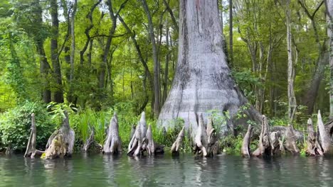 4k-Floating-and-Tubing-down-Ichetucknee-River-in-Florida-crystal-clear-blue-green-water-spring-fed-with-cypress-trees-and-grass-and-lily-pads,-moss-and-swamp-land-all-around