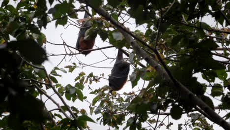 Two-Fruit-Bats-Hanging-Upside-Down-from-Tree-Branch-Sleeping,-Medium-Shot,-Day-time-Maffra,-Victoria,-Australia