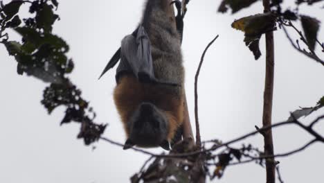 Fruit-Bat-Flying-Fox-Hanging-Upside-Down-from-Tree-Branch-,-Close-Up,-Day-time-Maffra,-Victoria,-Australia