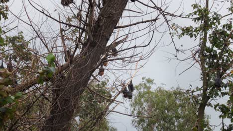 Lots-of-Fruit-Bats-Hanging-Upside-Down-from-Tree-Sleeping,-Windy-Day-time-Maffra,-Victoria,-Australia