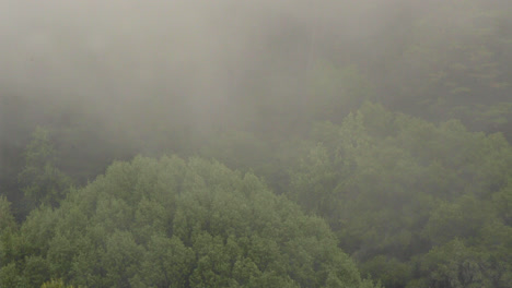 Nahaufnahme-Von-Nebel-Oder-Wolken,-Die-An-Einem-Herbstabend-Durch-Die-Bäume-In-Den-Oakland-Hills-Wehen