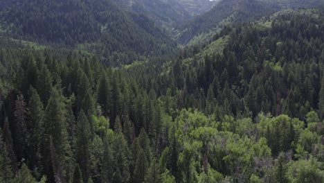 Beautiful-Landscape-Of-Green-Forest-With-Lush-Mountains-In-American-Fork,-Utah-In-Summer---aerial-drone-shot