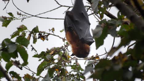 Fruit-Bat-Flying-Fox-Hanging-Upside-Down-from-Tree-Branch-Spinning-Around-Then-Goes-To-Sleep,-Close-Up,-Day-time-Maffra,-Victoria,-Australia