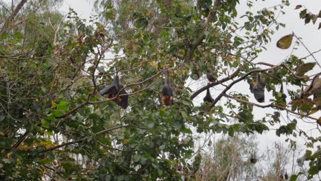 Many-Fruit-Bats-Hanging-Upside-Down-from-Trees-Sleeping,-Windy-Day-time,-Wide-Shot,-Maffra,-Victoria,-Australia