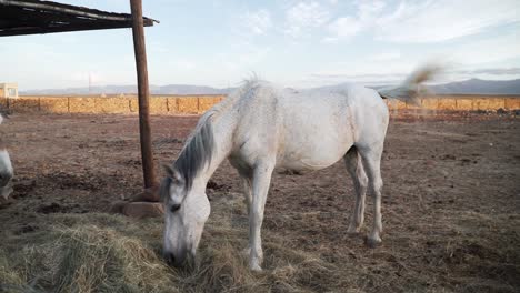 Donkey-And-White-Horse-Eating-Hay,-Waggling-Its-Tail-To-Keep-The-Flies-Away-On-Its-Body-In-The-Barn