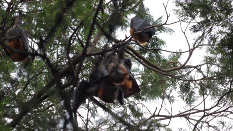 Fruit-Bats-Mating-Hanging-Upside-Down-from-Tree-Branch,-Day-time-Maffra,-Victoria,-Australia