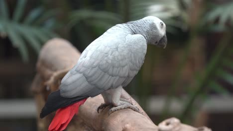Endangered-species-intelligent-congo-African-grey-parrot,-psittacus-erithacus-slowly-walking-on-a-wood-log-at-wildlife-sanctuary