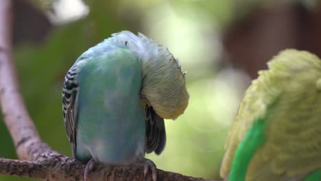 Lovely-pair-of-exotic-budgerigar,-melopsittacus-undulatus-preening-its-beautiful-feathers-against-dreamy-bokeh-green-forest-background-at-Langkawi-wildlife-park,-Malaysia,-Southeast-Asia