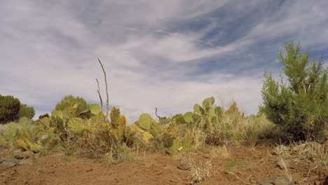 A-time-lapse-shot-among-the-cactus,-rocks,-and-sand-of-the-desert-wilderness-of-Arizona