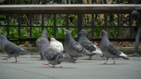 Pigeons-with-a-Park-bench-in-the-background