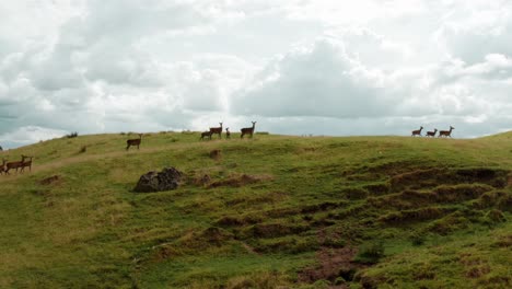 Gruppe-Von-Hirschen,-Die-Auf-Einem-Hügel-Mit-Hellem-Bewölktem-Himmel-Im-Hintergrund-Laufen