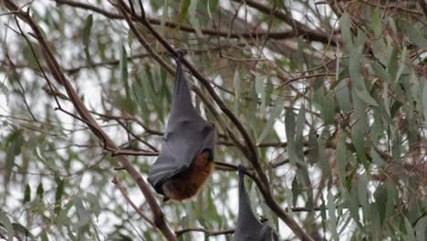Flying-Fox-Fruit-Bat-Hanging-Upside-Down-from-Tree-Branch-Going-To-Sleep