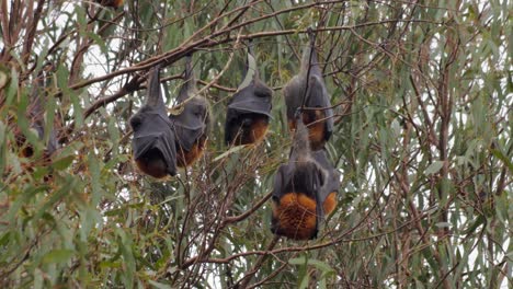 Lots-of-Fruit-Bats-Hanging-Upside-Down-from-Trees-Sleeping,-Close-Up,-Day-time-Maffra,-Victoria,-Australia