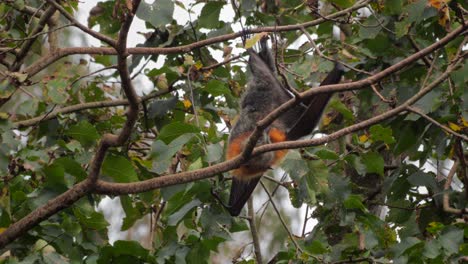 Fruit-Bat-Hanging-Upside-Down-from-Tree-Branch,-Stretches-wings-then-climbs-along-branch