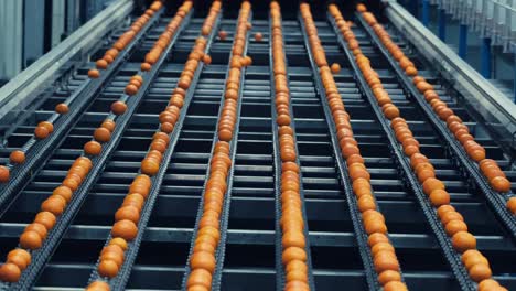 Naranjas-Durante-El-Proceso-De-Calibración-En-Una-Línea-De-Producción-Moderna