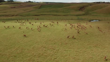 Red-Deer-ranch-with-large-herd-in-green-pasture-paddock,-aerial