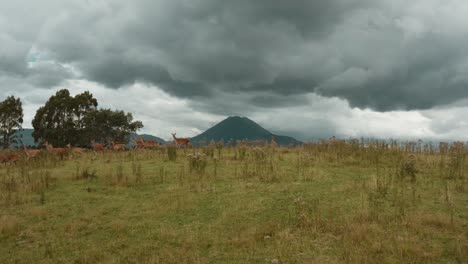 Deer-running-on-grass-hill-with-dramatic-volcano-landscape-and-clouds-in-background,-stormy-weather,-aerial