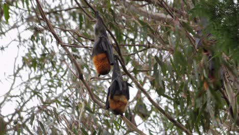 Murciélagos-Frugívoros-Colgando-Boca-Abajo-De-La-Rama-De-Un-árbol-Yendo-A-Dormir