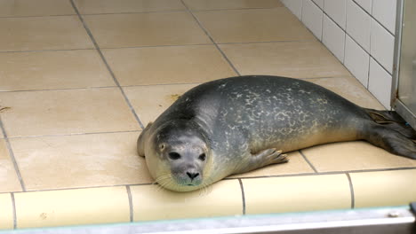 Close-up-shot-of-cute-baby-seal-resting-and-growing-in-rearing-cage