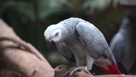 Exotic-congo-African-grey-parrot,-psittacus-erithacus,-head-bobbing-and-bill-wiping-against-the-wood-at-touristic-Langkawi-wildlife-park,-Kedah,-Malaysia,-Southeast-Asia