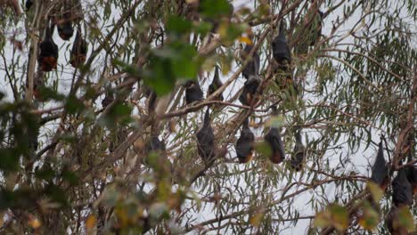 Many-Fruit-Bats-Hanging-Upside-Down-from-Trees-Sleeping,-Windy-Day-time,-Medium-Shot,-Maffra,-Victoria,-Australia