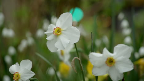 Daffodil-Flowers