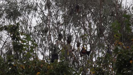 Murciélagos-Frugívoros-Colgados-Boca-Abajo-De-Los-árboles-Durmiendo