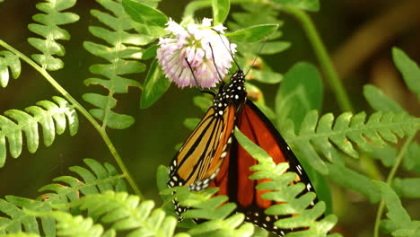 The-sun-shines-brightly-on-this-monarch-butterfly-sitting-on-a-green-plant