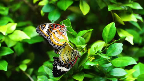 Red-lacewing-butterflies-on-green-leaves-in-garden,-Vietnam