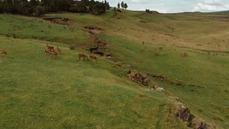 Red-Deer-farm-in-hilly-landscape-of-New-Zealand,-aerial-view-of-herd