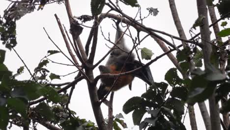 Fruit-Bat-Flying-Fox-Hanging-Upside-Down-from-Tree-Branch-Grooming-and-Scratching-Itself,-Close-Up,-Day-time-Maffra,-Victoria,-Australia