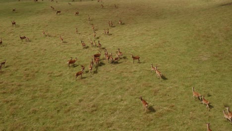 Large-herd-of-Red-Deer-on-ranch-farm,-green-grass-land-with-animals,-Cervus-Elaphus