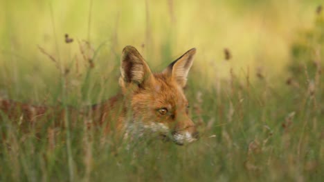 Sly-red-fox-moving-stealthily-though-long-grass