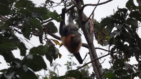 Fruit-Bat-Flying-Fox-Hanging-Upside-Down-from-Tree-Branch-Cleaning-Itself-then-climbs-away,-Close-Up,-Day-time-Maffra,-Victoria,-Australia