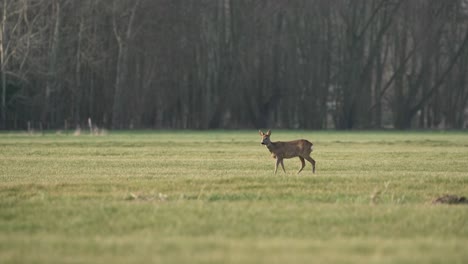 Roe-Deer-Walking-Through-Green-Meadow-Forest-WIld-Animal-on-Open-Habitat-Venture-Roebuck-Walks-Tender-Grass