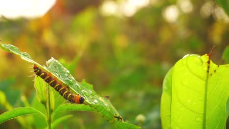 Close-up-shot-of-wild-Caterpillar-crawling-on-leaf-in-the-morning-during-sunrise