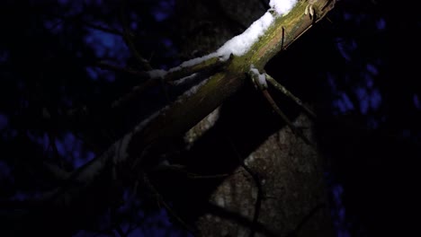 Hombre-Cortando-Ramitas-De-Un-Tronco-De-árbol-Muerto-Durante-Una-Fría-Noche-De-Invierno-En-Los-Alpes-Franceses