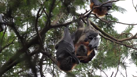Two-Fruit-Bats-Grooming-and-Cleaning-Themselves-Then-Wrap-Their-Wings-Up,-Hanging-Upside-Down-from-Tree-Branch,-Day-time-Maffra,-Victoria,-Australia