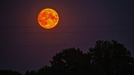 The-tree-was-visible-as-a-crimson-moon-rose-from-the-ground-to-the-sky