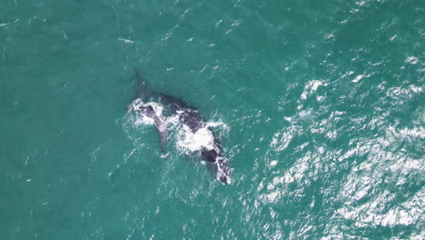 Migratory-Southern-Right-whale-with-calf-blows,-aerial-overhead
